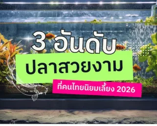 3 อันดับ ปลาสวยงามที่คนไทยนิยมเลี้ยง 2026