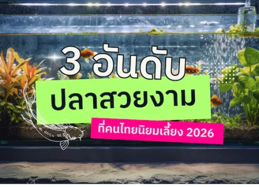 3 อันดับ ปลาสวยงามที่คนไทยนิยมเลี้ยง 2026